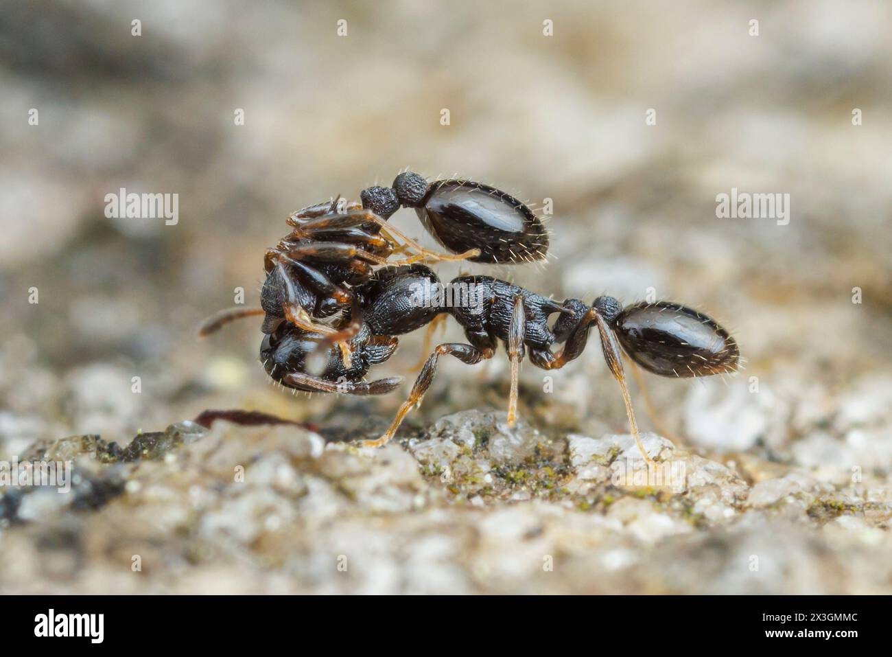 An Acorn Ant (Temnothorax longispinosus) A worker carries another worker, likely as part of moving the colony to a new location. Stock Photo