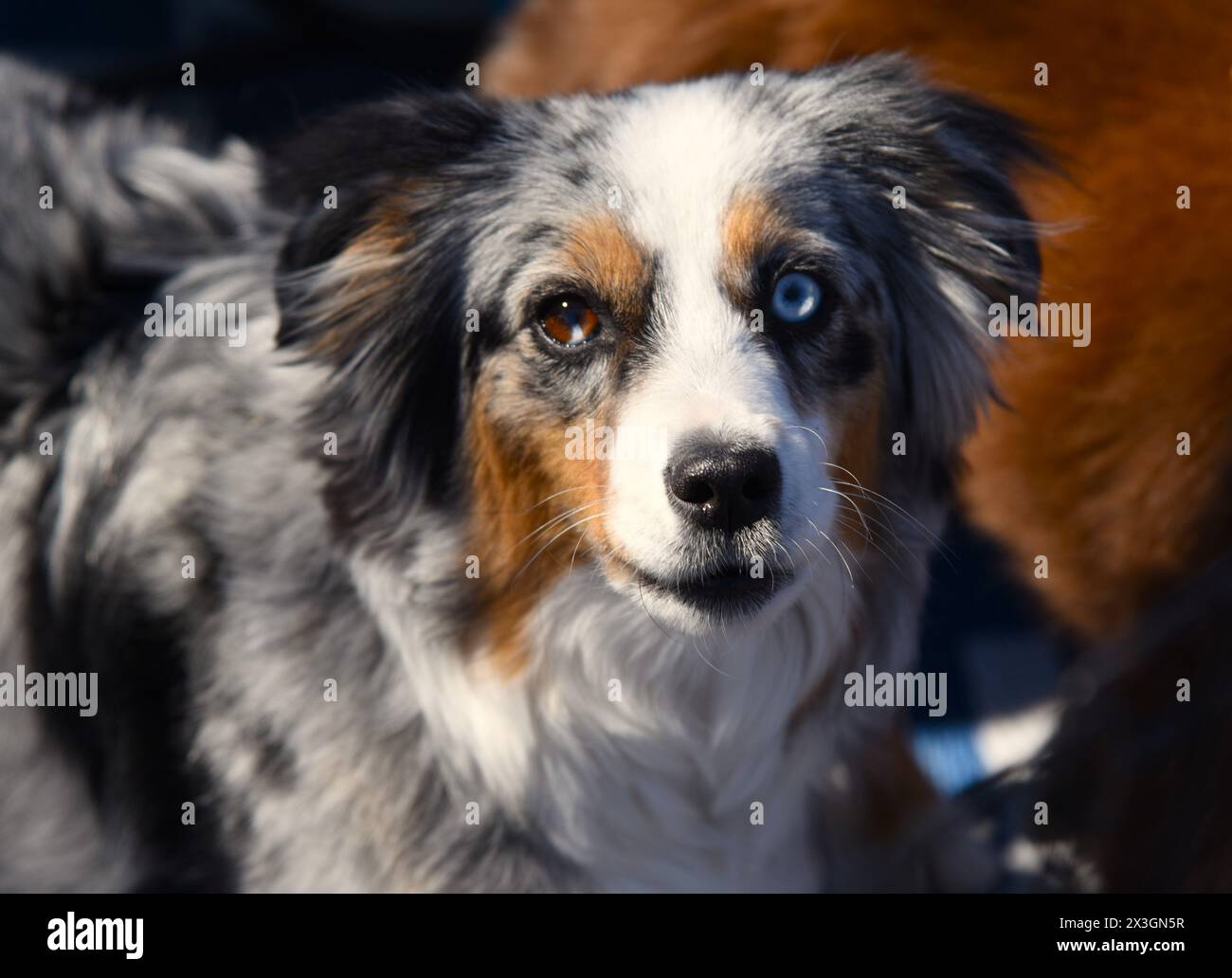 Australian shepherd one blue eye online