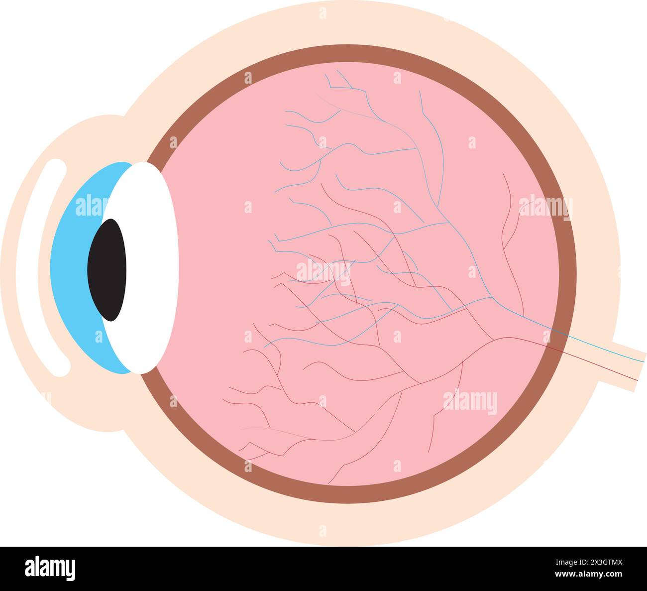 Human eye anatomy diagram, medical educational cross section