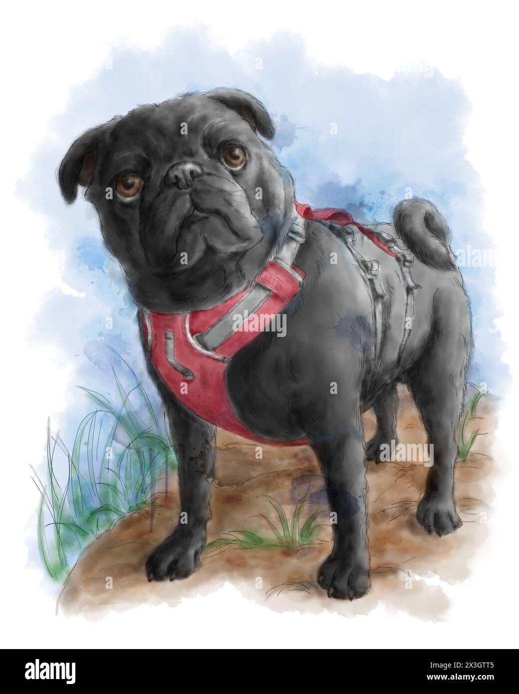 Portrait of a cute black pug wearing a red dog protection vest from