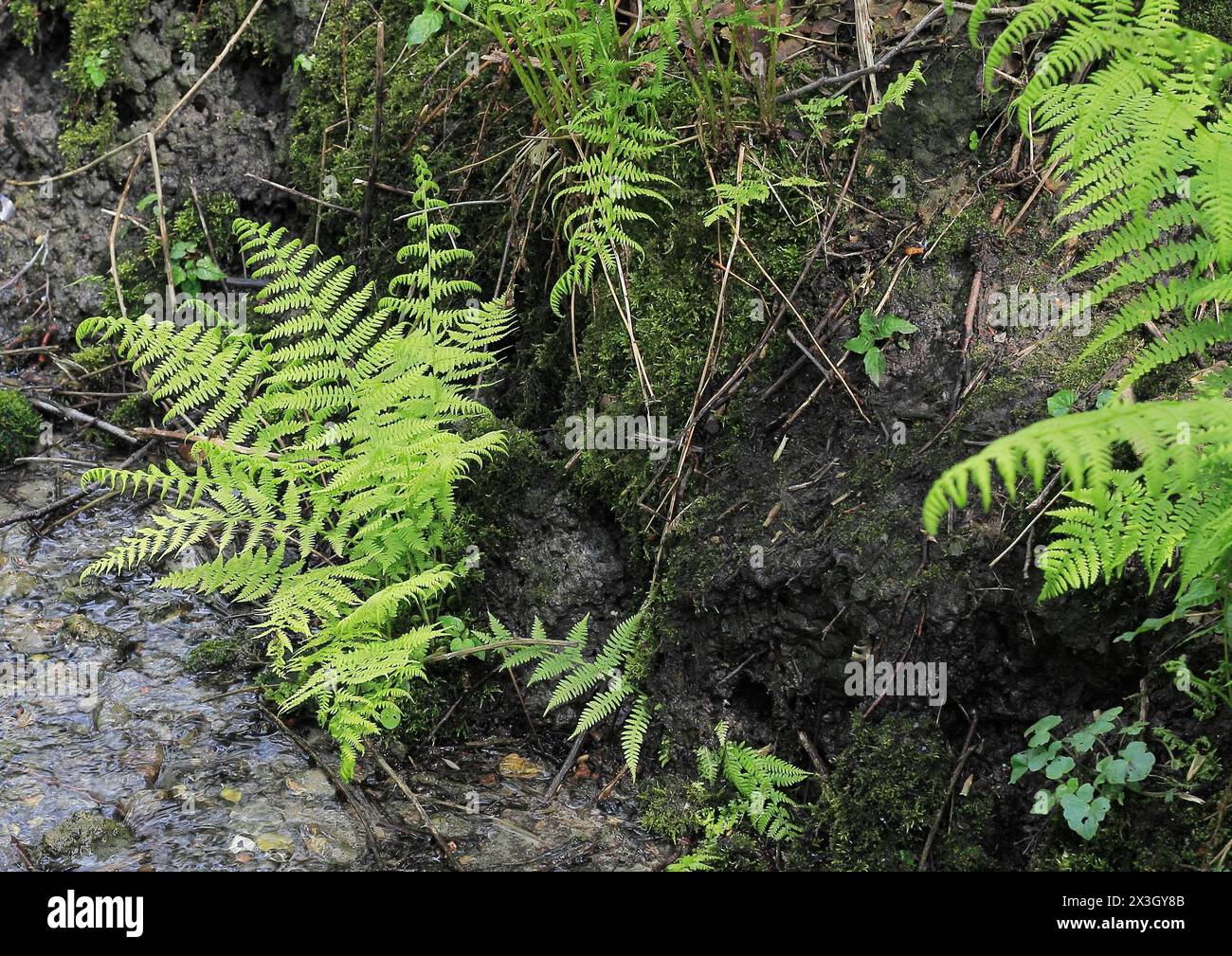 Lady fern (Athyrium filix-femina), by the water, North Rhine-Westphalia, Germany Stock Photo