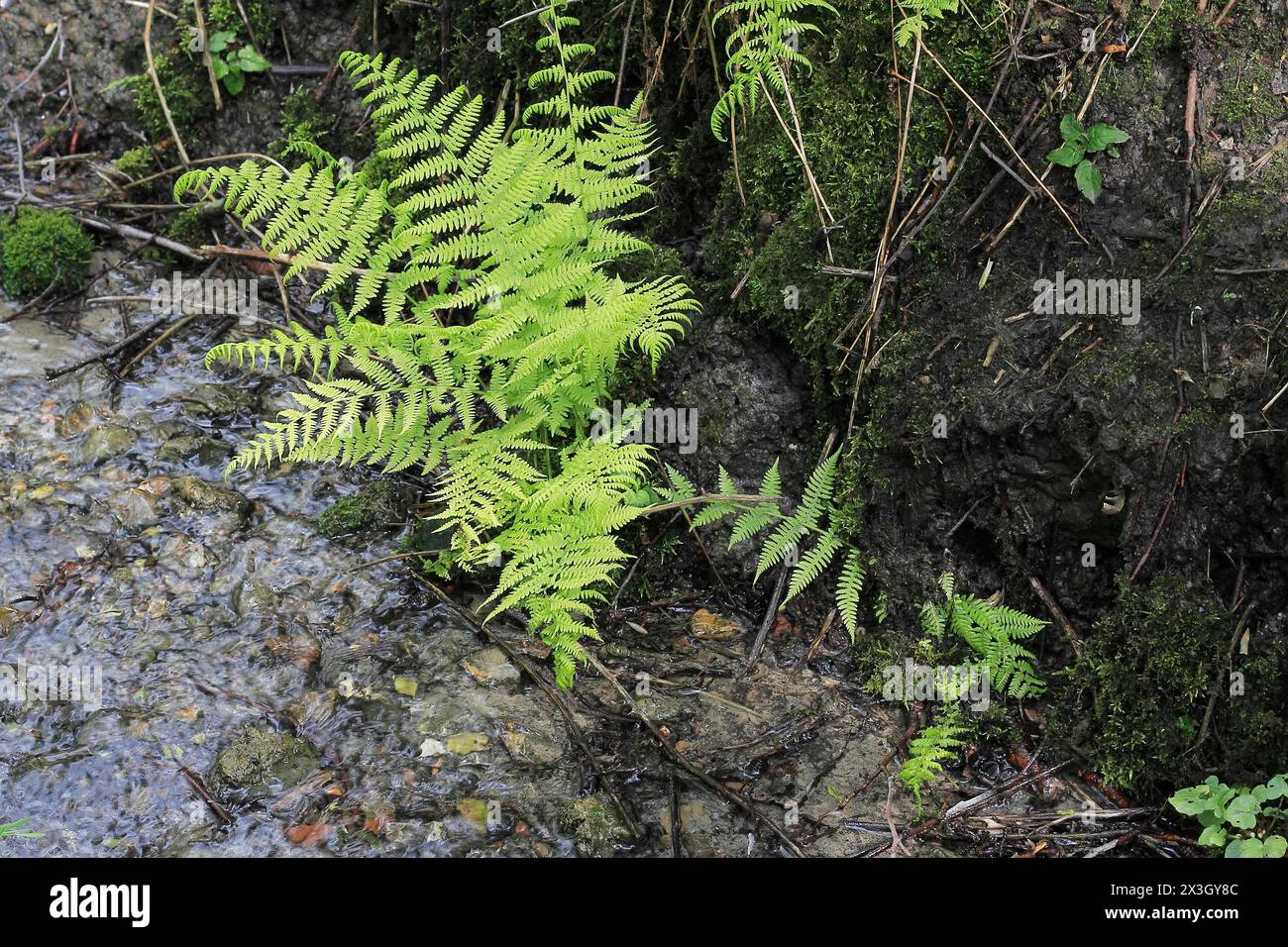 Lady fern (Athyrium filix-femina), by the water, North Rhine-Westphalia, Germany Stock Photo