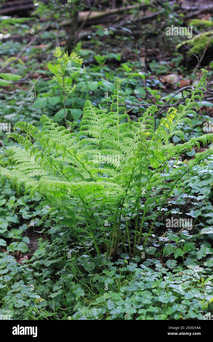Lady fern (Athyrium filix-femina), North Rhine-Westphalia, Germany Stock Photo