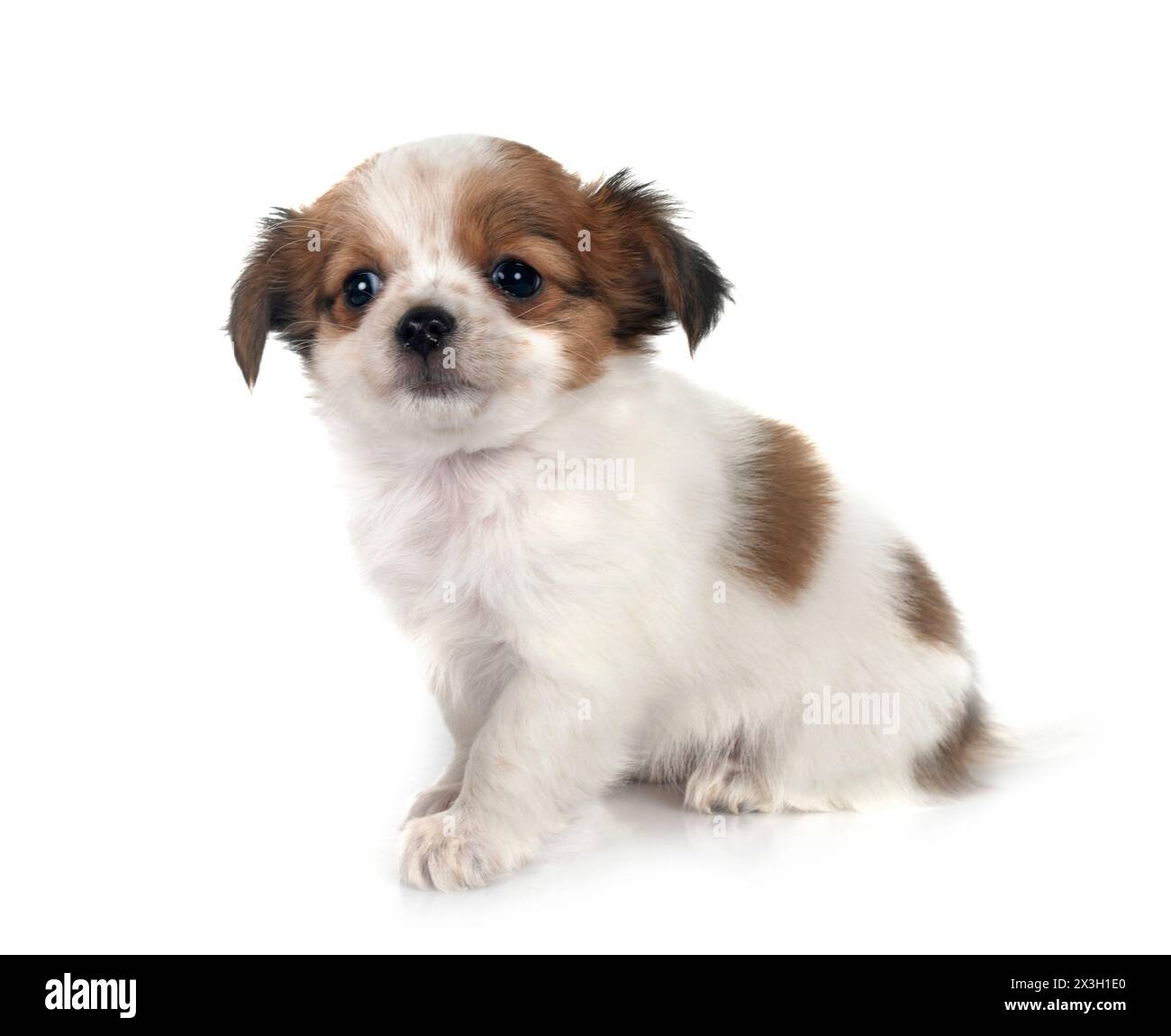 little chihuahua in front of white background Stock Photo