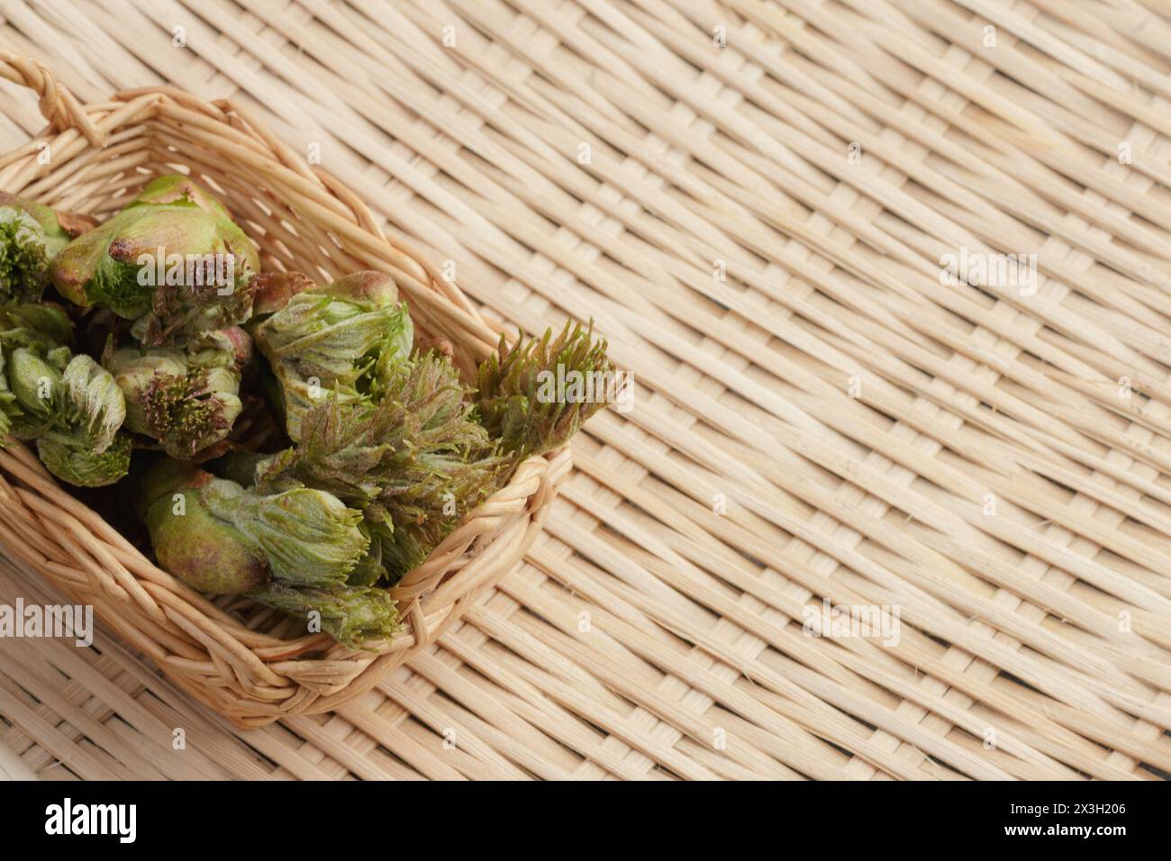 Basket of fresh foraged edible buds of Japanese angelica-tree, Aralia elata Stock Photo