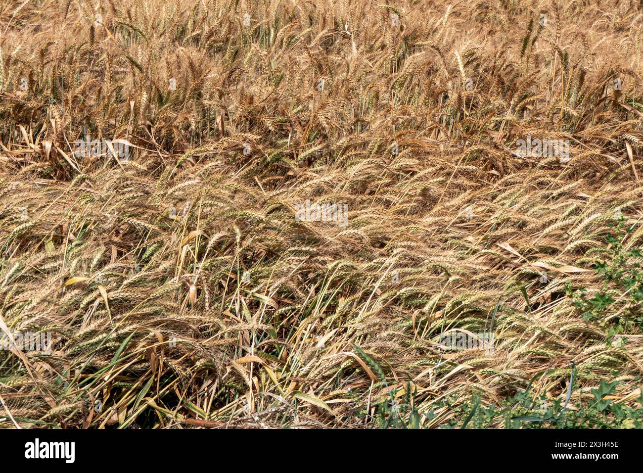 high-resolution image featuring a lush golden wheat field ready for harvest. Perfect for projects related to agriculture, farming, natural landscapes, Stock Photo