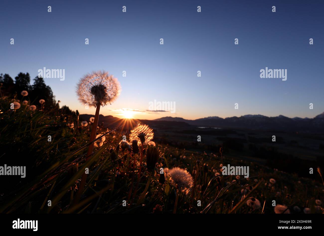 Pfronten, Germany. 27th Apr, 2024. Withered dandelions glow on a mountain meadow against the panorama of the Alps at sunrise. Credit: Karl-Josef Hildenbrand/dpa/Alamy Live News Stock Photo