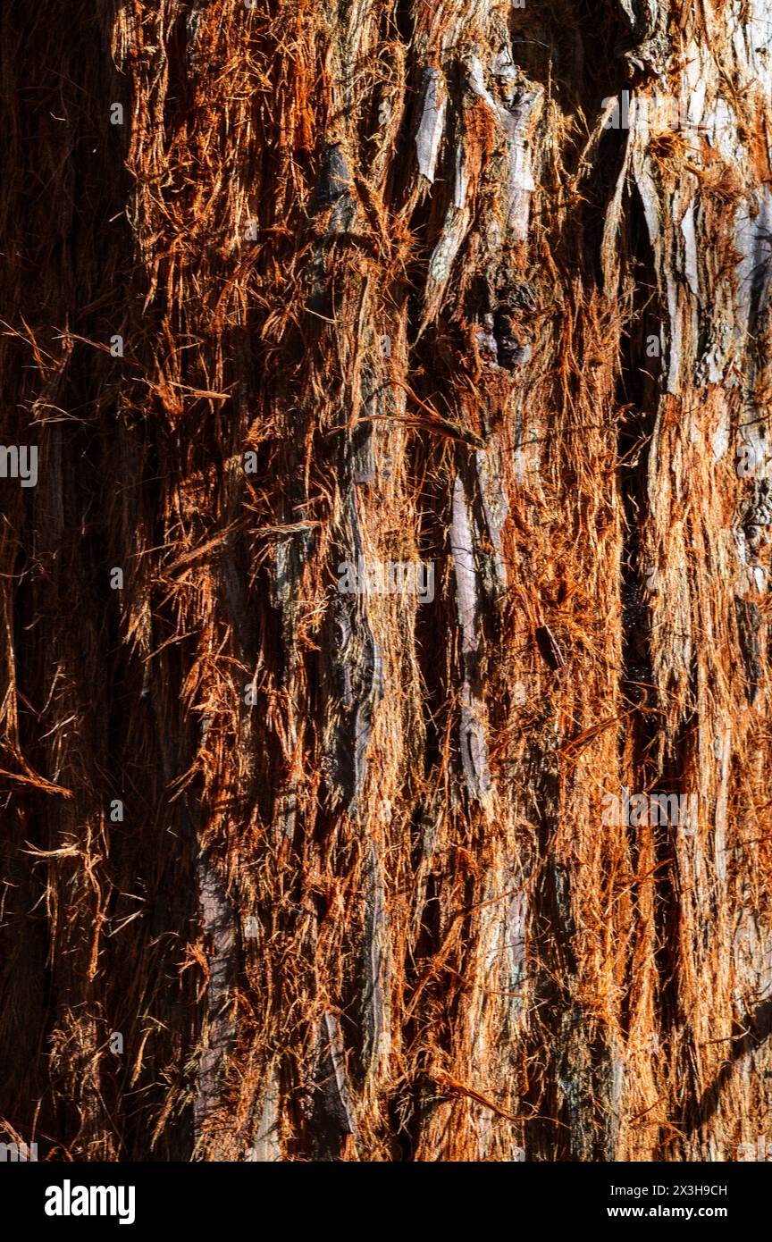 Rough and hairy tree bark on an old pine tree in golden sunlight Stock Photo