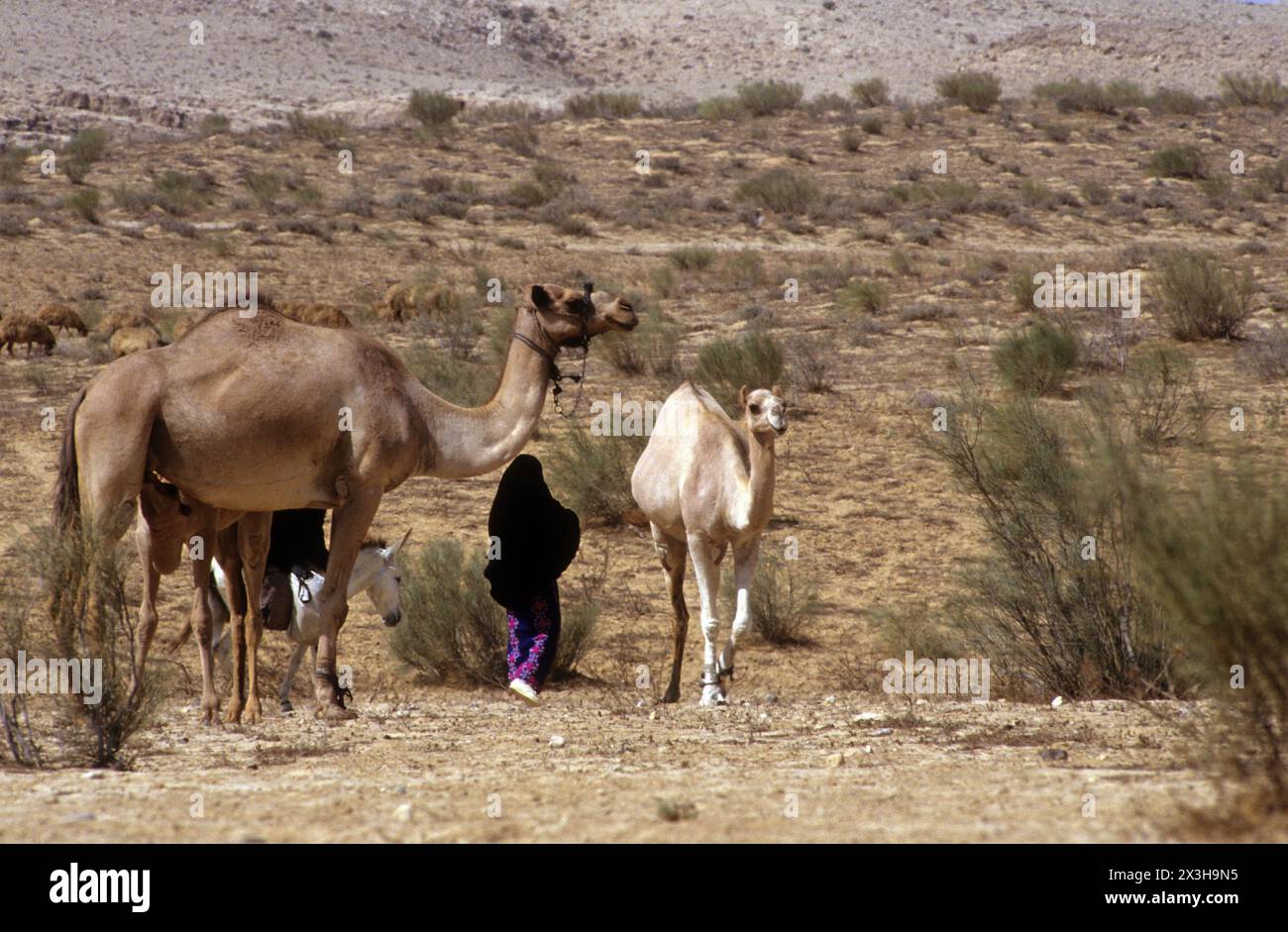 Bedouin girl walks with  a female camel and her baby in the desert Stock Photo