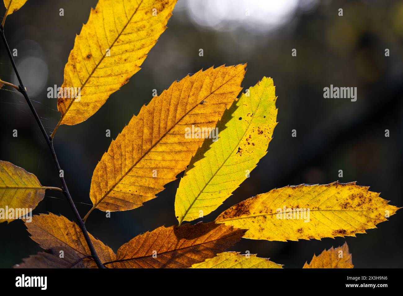 Chestnut leaves sun backlit hi-res stock photography and images - Alamy