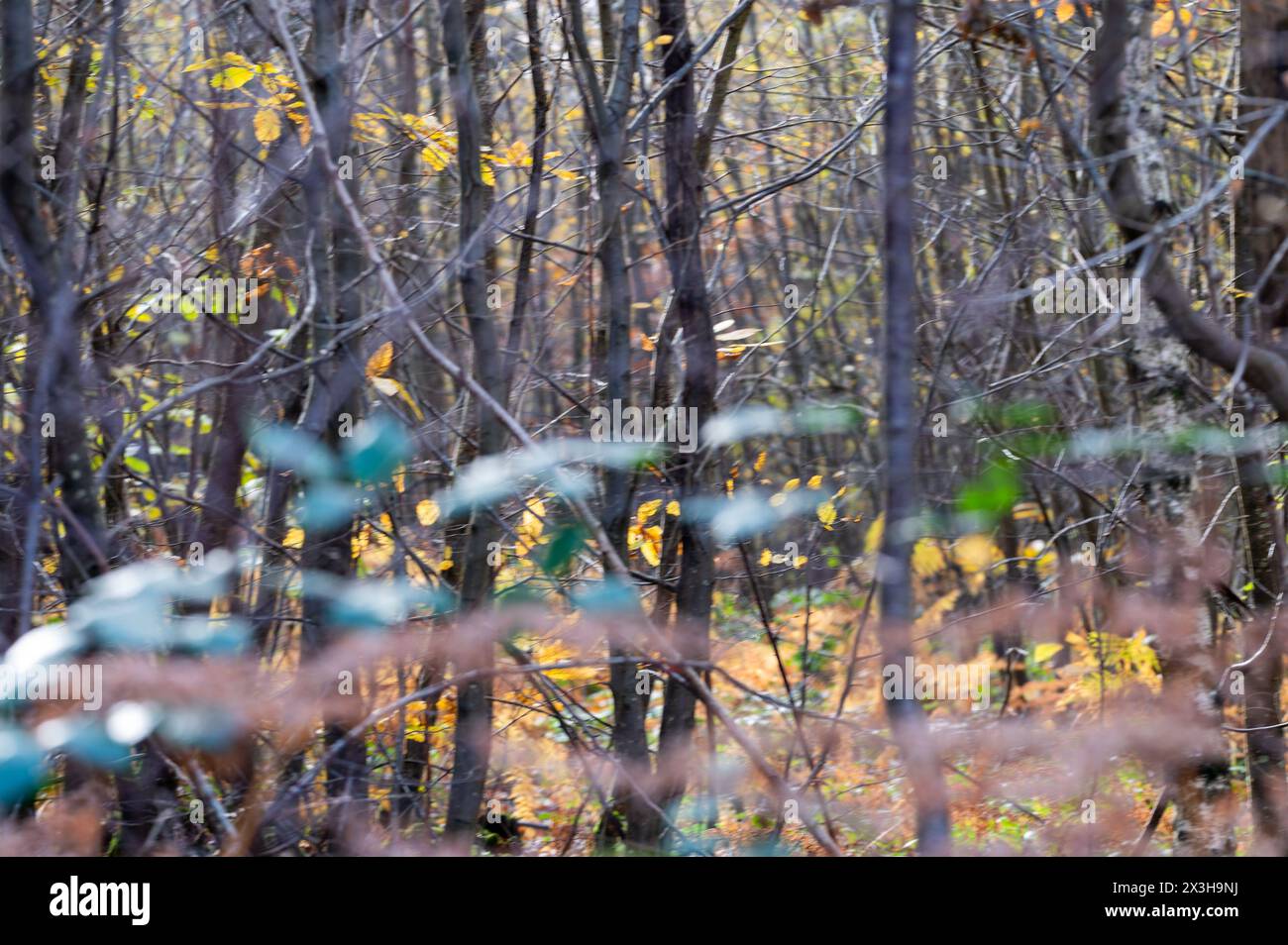 Dense woodland background hi-res stock photography and images - Alamy