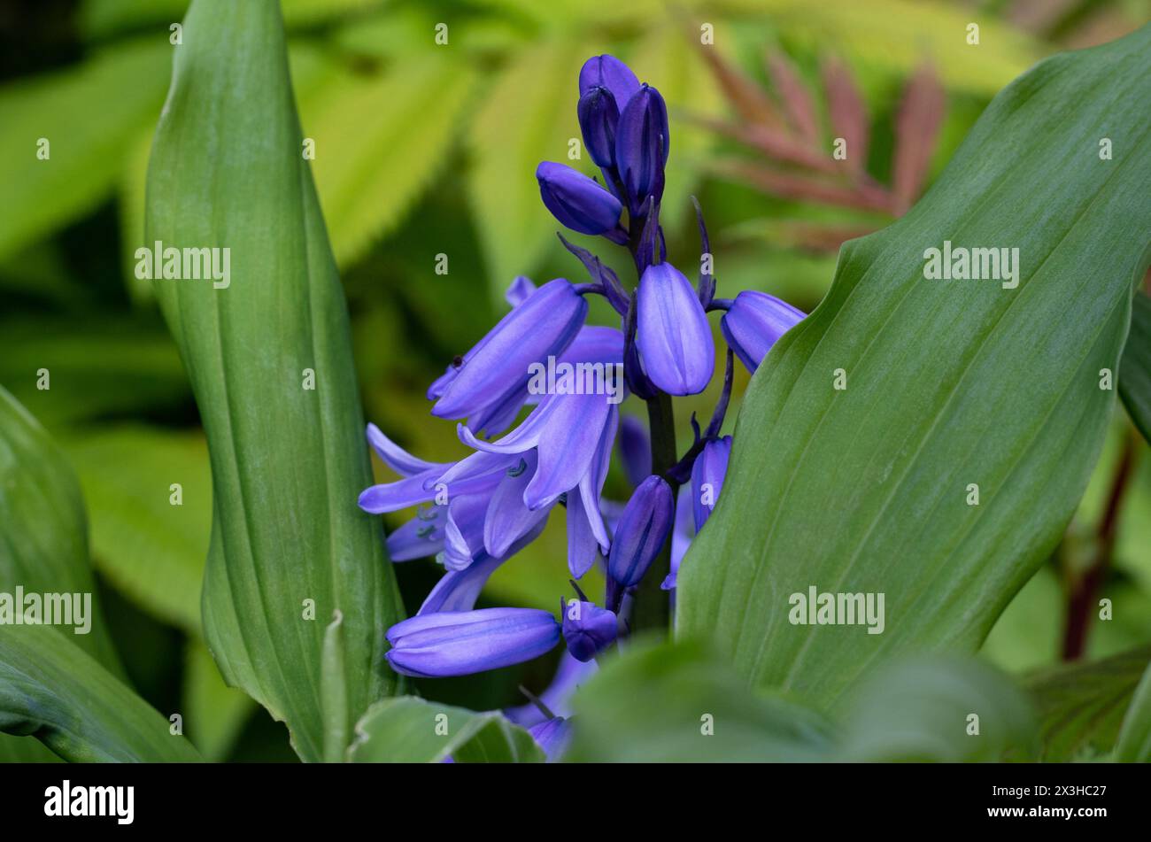 Bluebell blossom blooming flowers of the spring in England nature Stock Photo