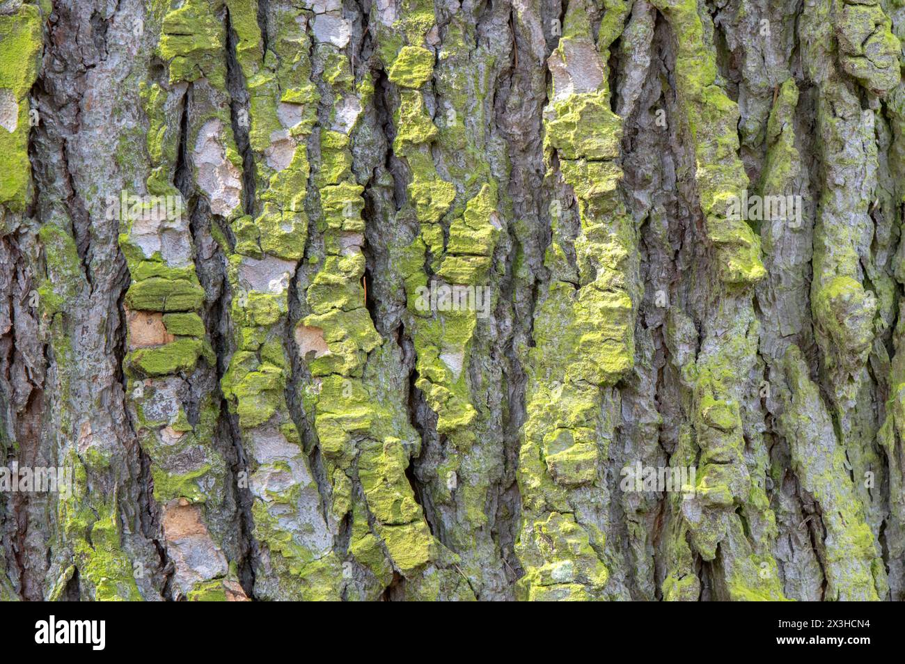 Close Up Bark Of A Cedrus Libani Glauca At Amsterdam The Netherlands 4-4-2024 Stock Photo