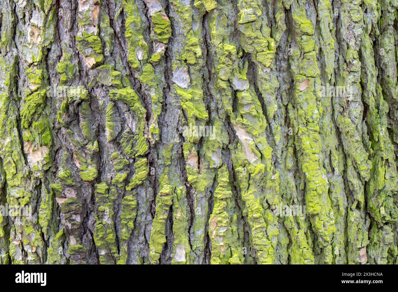 Close Up Bark Of A Cedrus Libani Glauca At Amsterdam The Netherlands 4-4-2024 Stock Photo