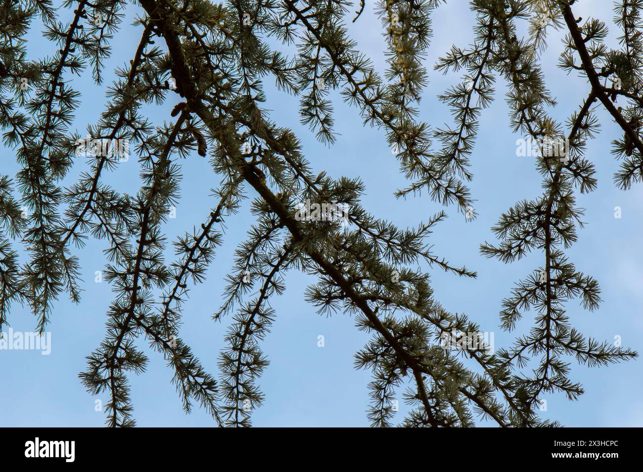 Close Up Needles Of A Cedrus Libani Glauca At Amsterdam The Netherlands 4-4-2024 Stock Photo