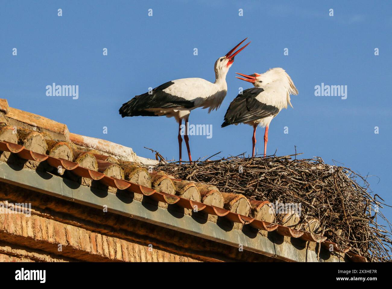 White storks, bill-clattering on the nest, Alfaro church, Rioja region, Spain Stock Photo