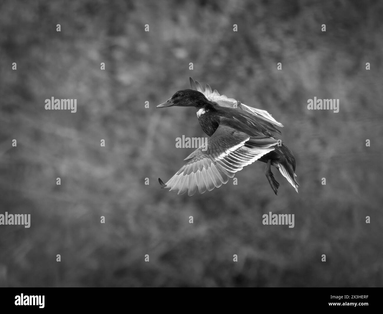 Hybrid Duck Stock Photo