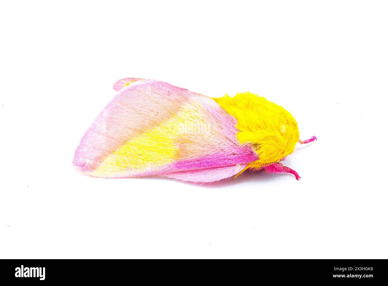 Rosy maple silk moth - Dryocampa rubicunda - is a small North American moth in the family Saturniidae, also known as the great silk moths isolated on Stock Photo