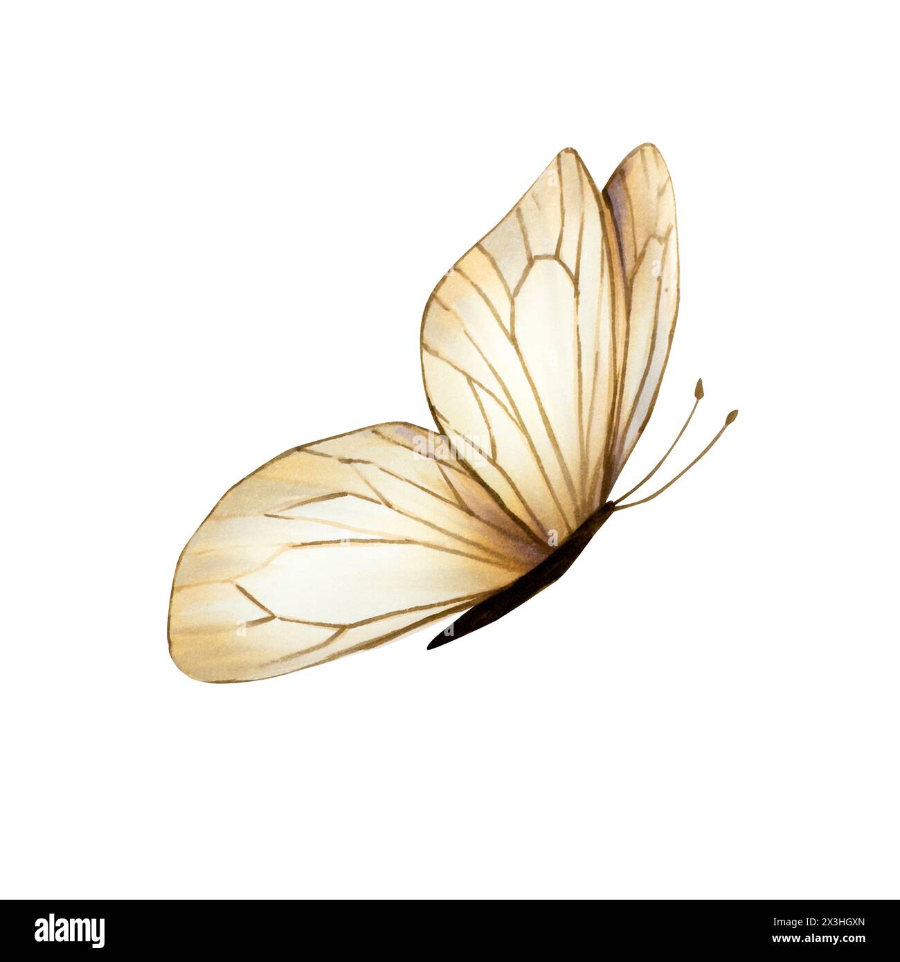 Beautiful boho butterfly. Watercolor hand drawn beige insect clipart isolated on background. Botanical and wedding illustration. For designers Stock Photo