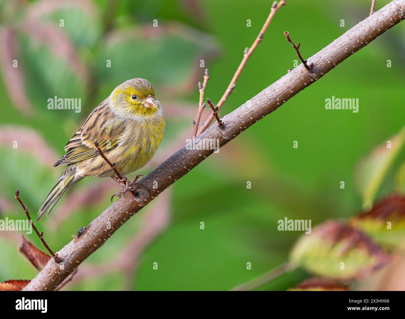 Atlantic canary, (Serinus canaria), on a branch, in Tenerife, Canary islands Stock Photo