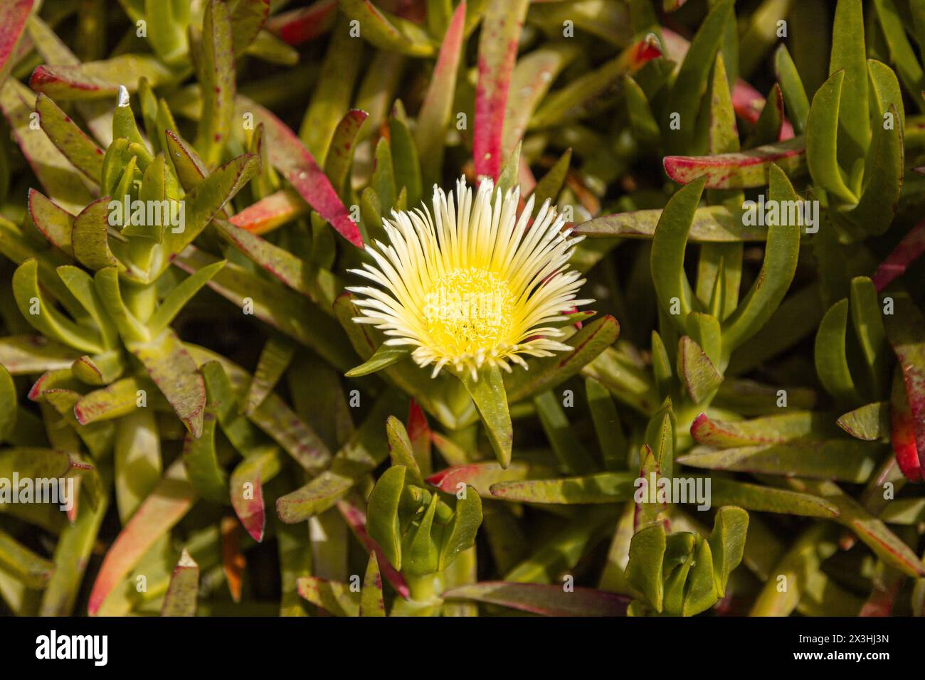 Top of view of yellow Lampranthus Spectabilis flower. Stock Photo