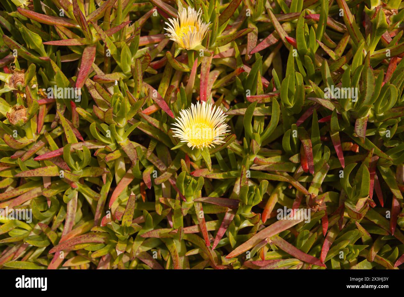 Selective focus of yellow Lampranthus Spectabilis flower. Top of view. Stock Photo