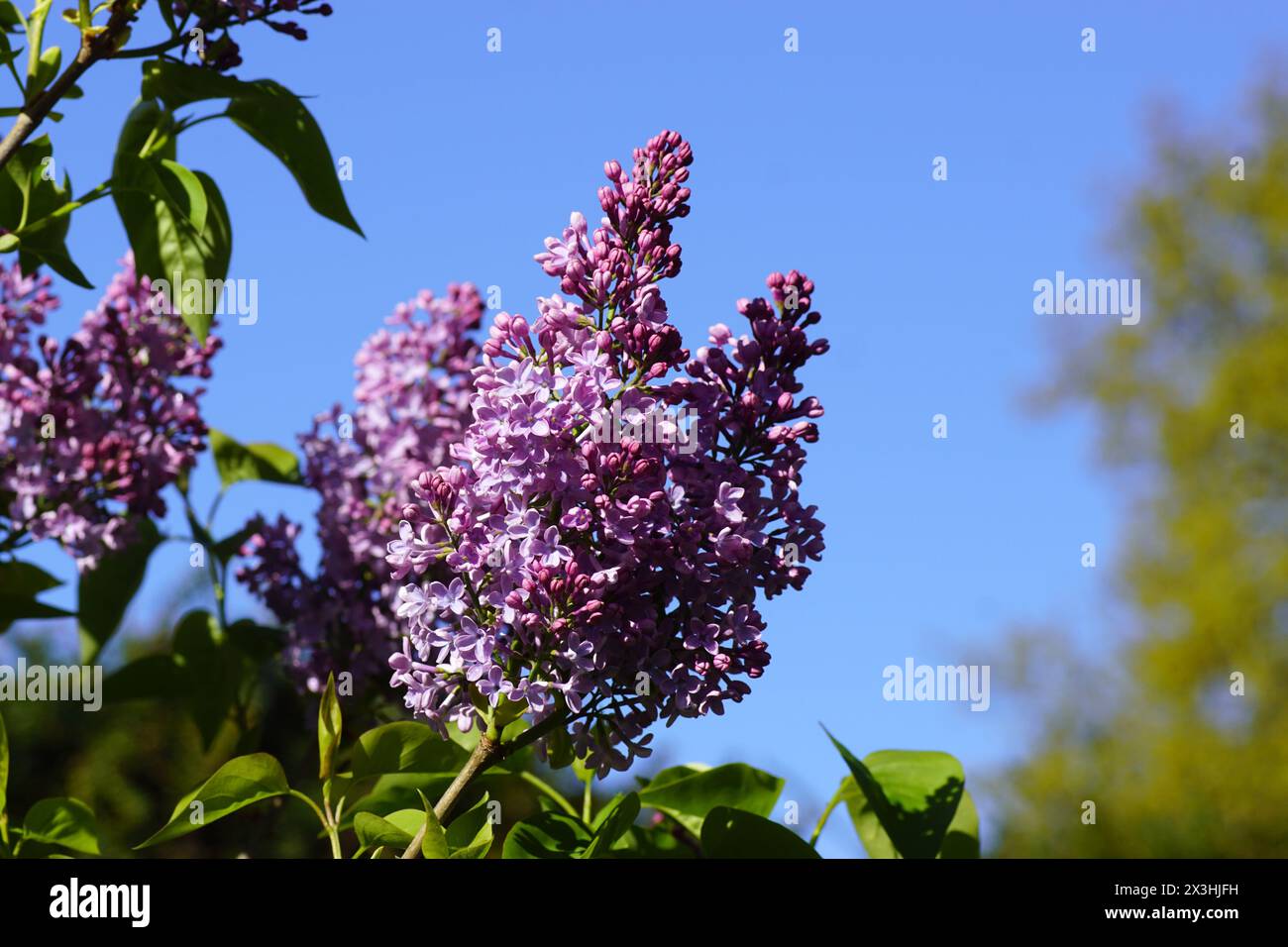 Flowers of lilac or common lilac (Syringa vulgaris), olive family (Oleaceae) in a Dutch garden in the spring. Blue sky Stock Photo