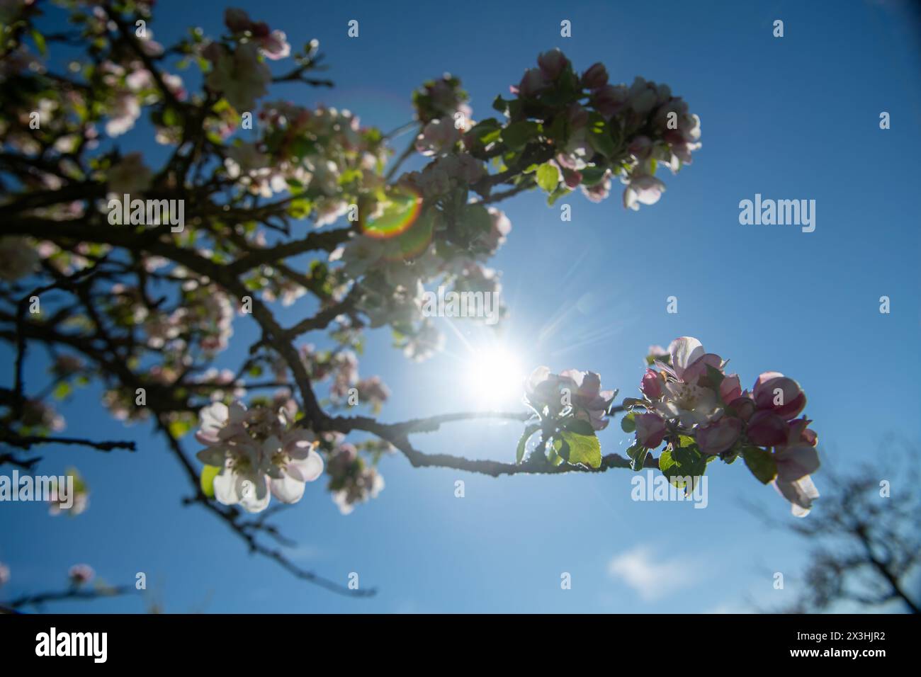 Aufhausen, Germany. 27th Apr, 2024. The sun comes out from behind apple blossoms against a blue sky. It is set to get warmer in the coming days. Credit: Stefan Puchner//dpa/Alamy Live News Stock Photo