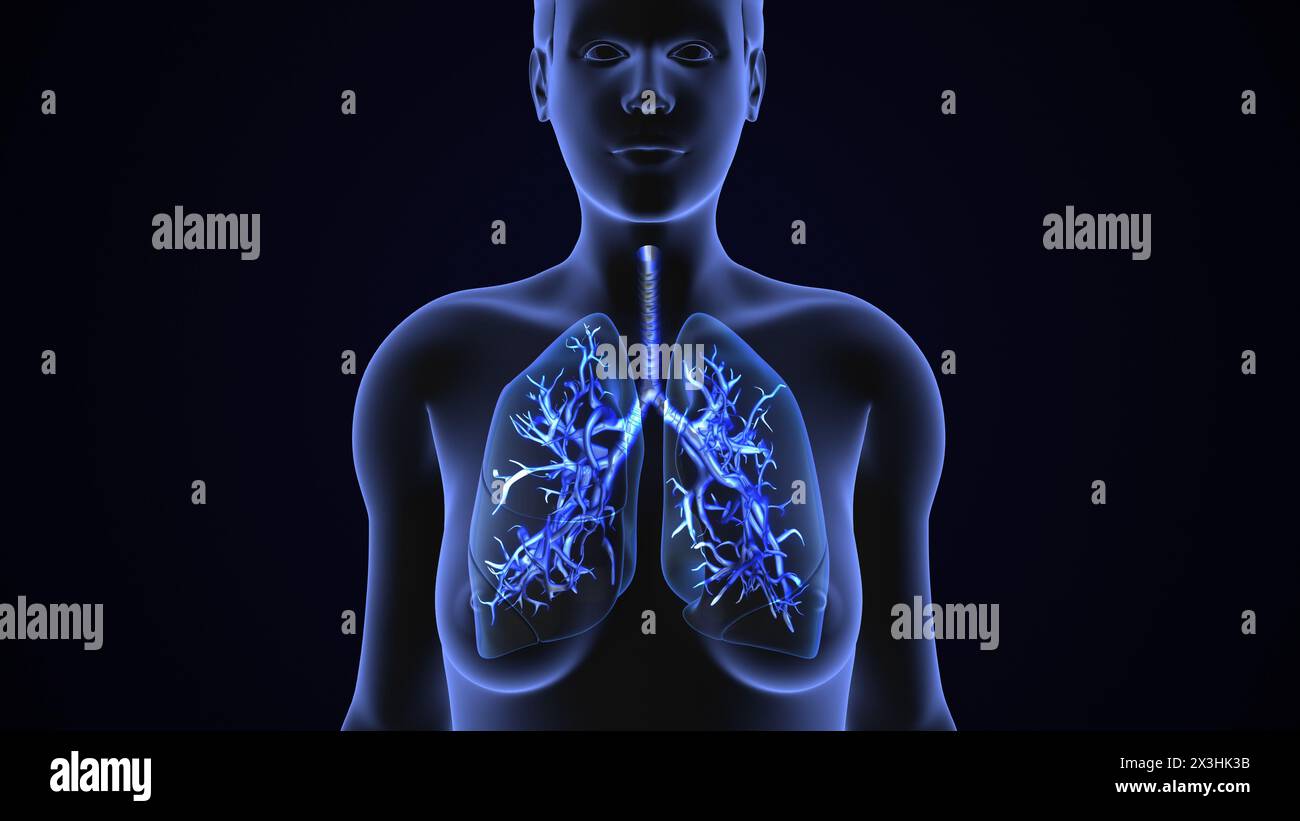Human lungs Respiratory system health concept Stock Photo
