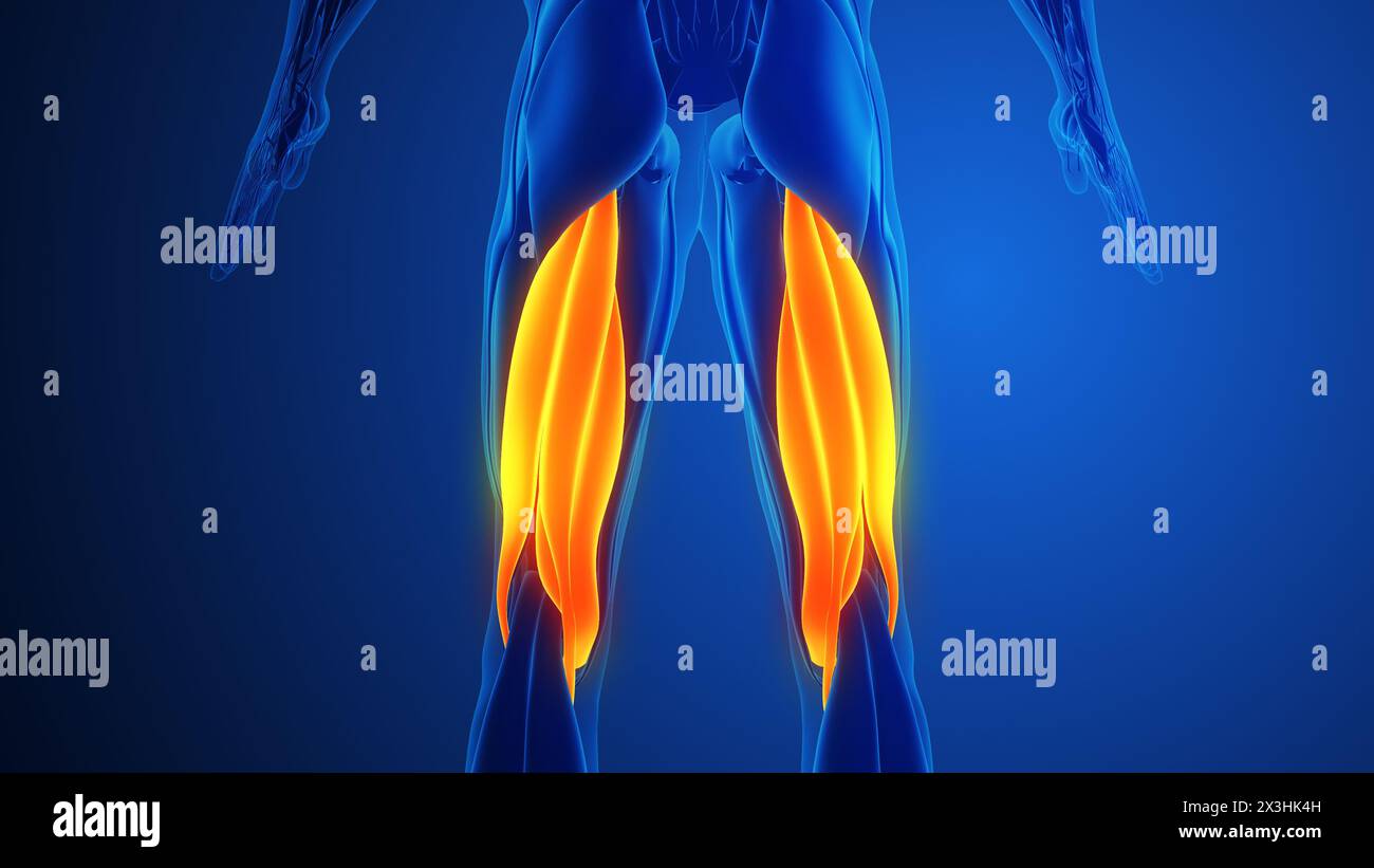 Hamstring Muscle Pain with blue background Stock Photo - Alamy
