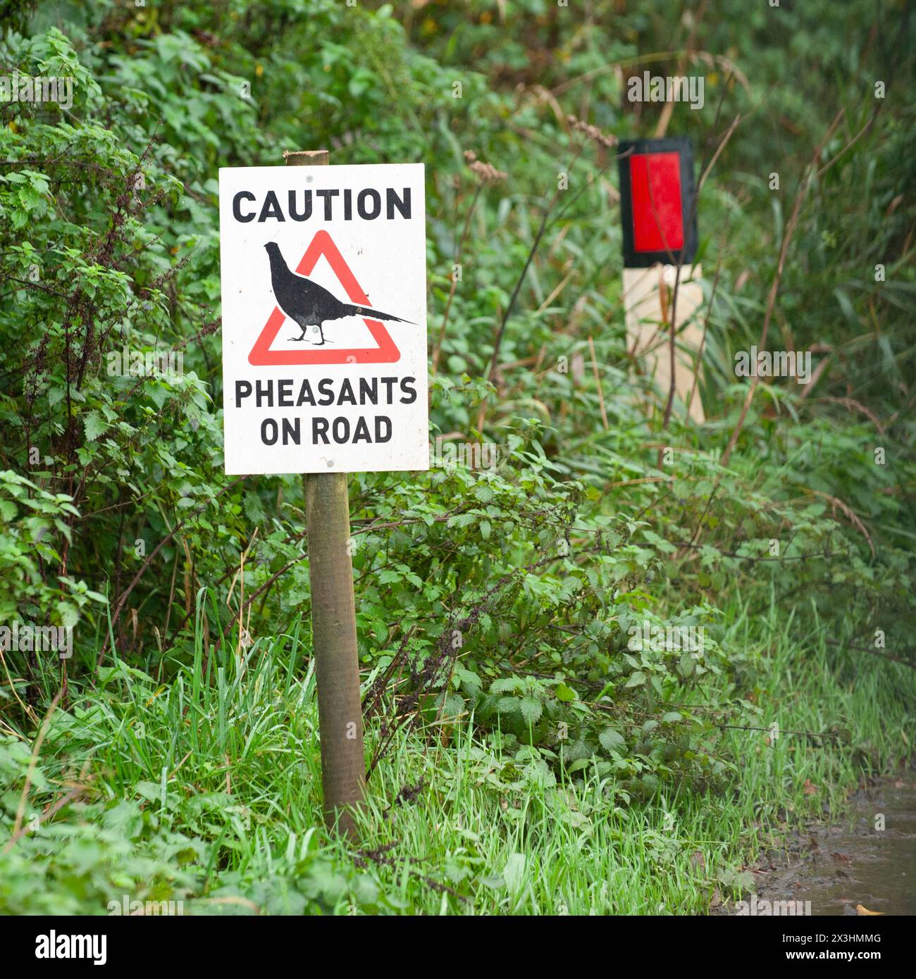 warning sign about pheasants crossing road Stock Photo