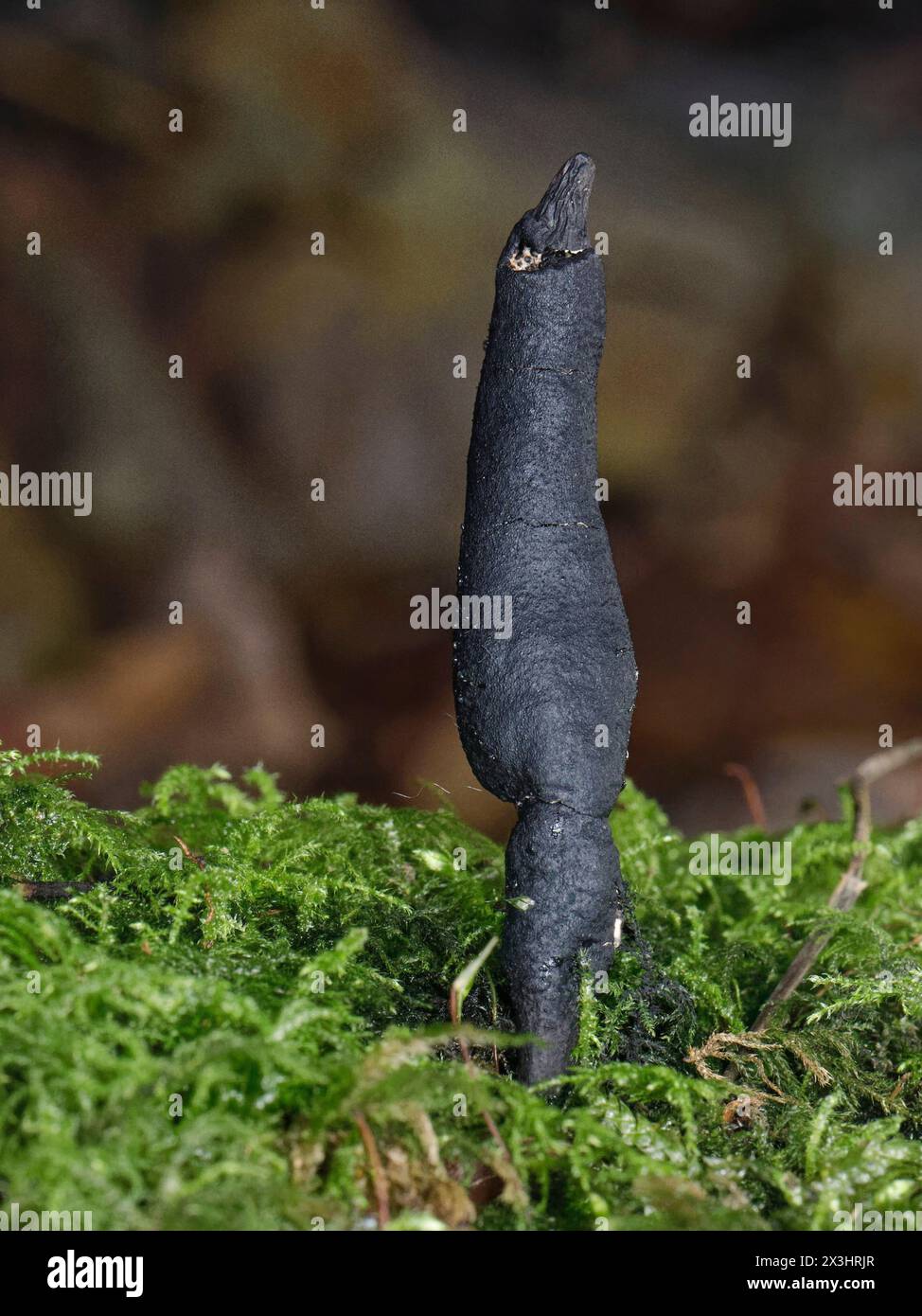 Dead Moll’s Fingers fungus (Xylaria longipes) emerging from a rotting Sycamore (Acer pseudoplatanus) log, Castle Combe, Wiltshire, UK, November. Stock Photo