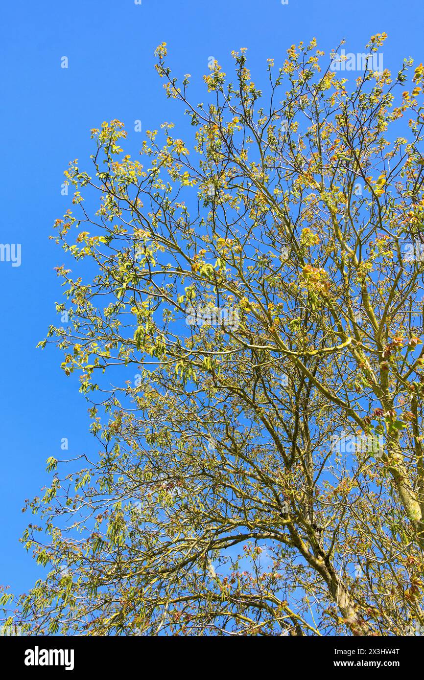 Walnut (Juglans regia) tree in springtime showing catkins and new leaf growth - sud-Touraine, central France. Stock Photo