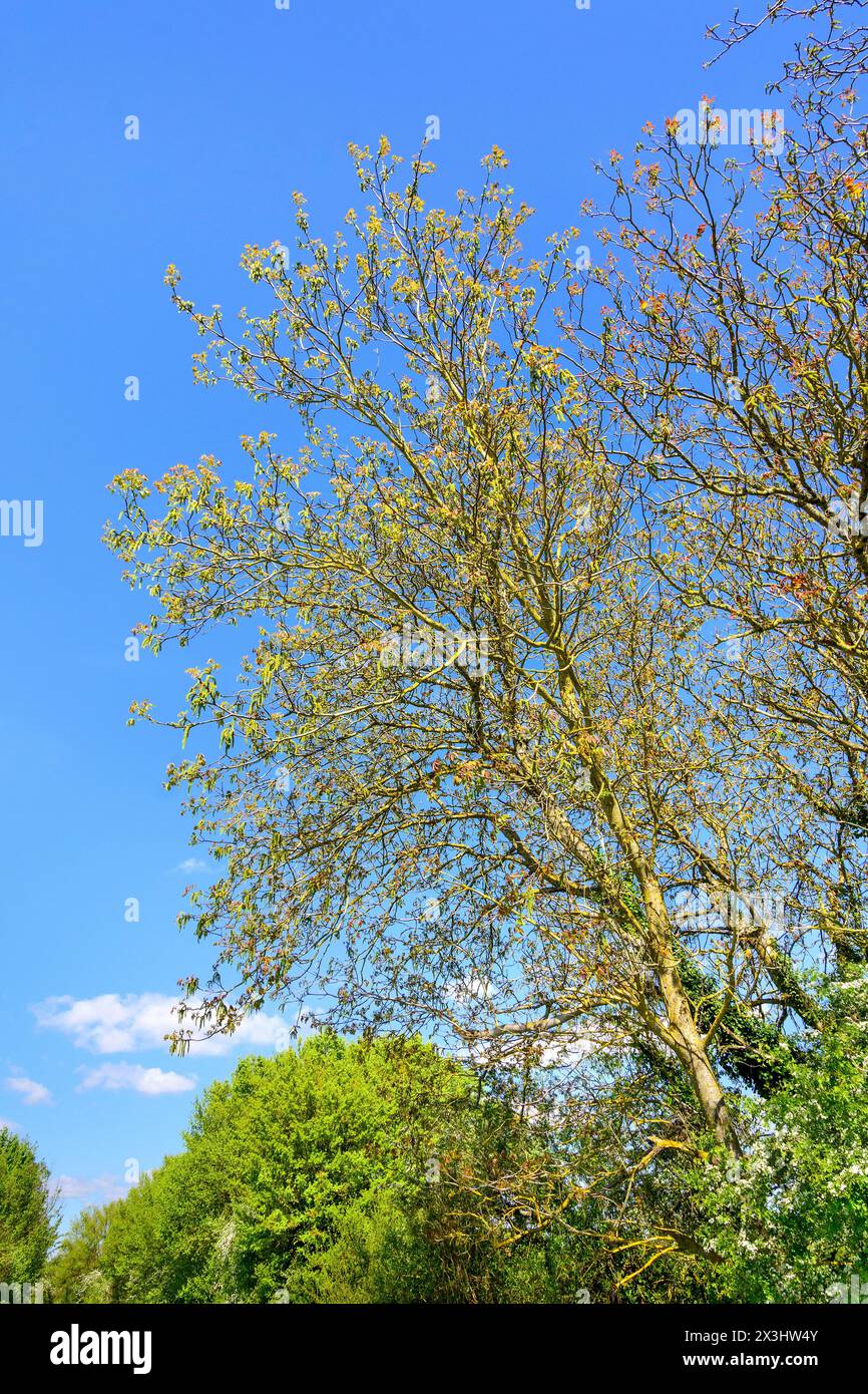 Walnut (Juglans regia) tree in springtime showing catkins and new leaf growth - sud-Touraine, central France. Stock Photo