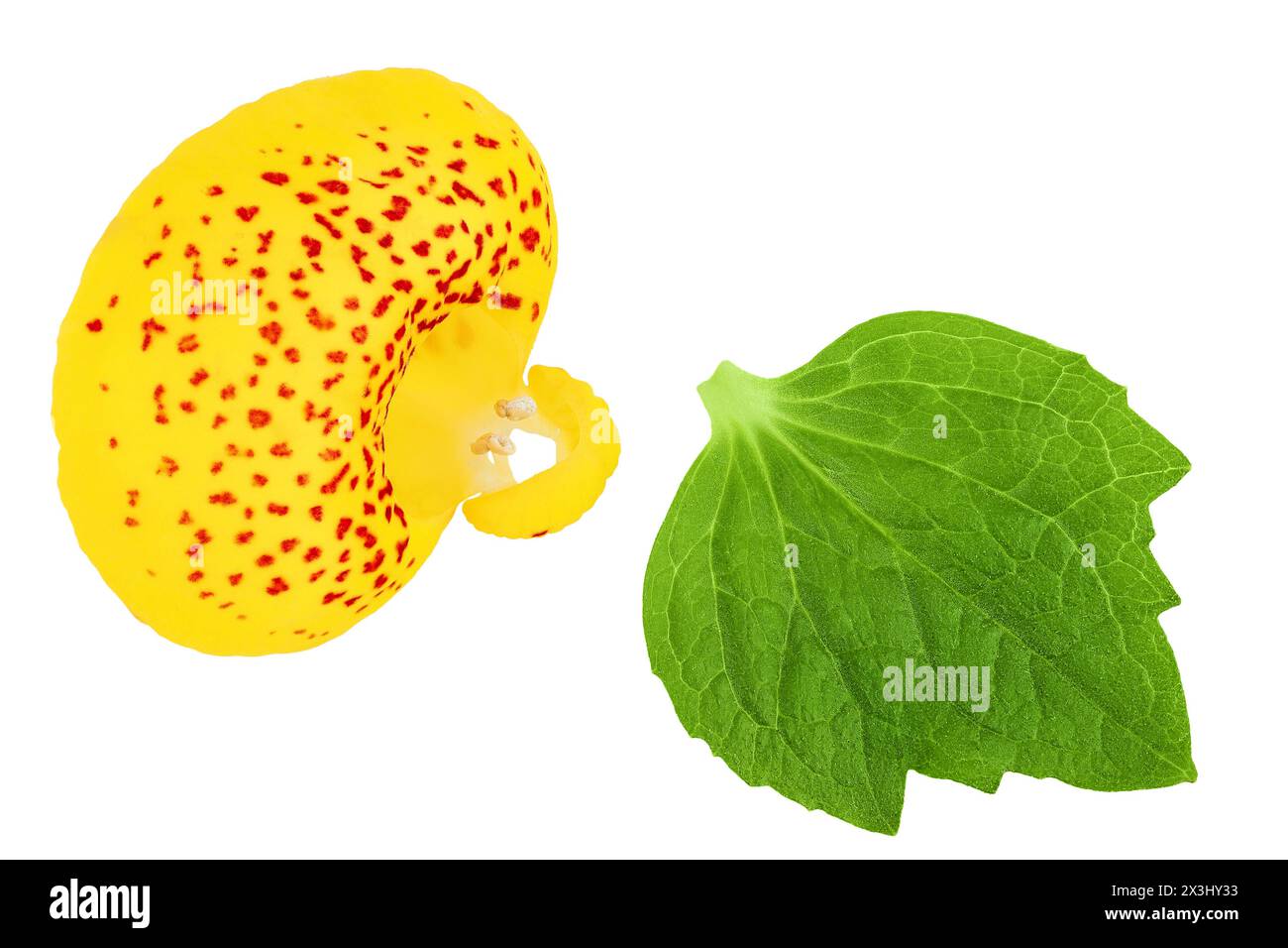 Calceolaria flower isolated on white background. Top view. Flat lay Stock Photo