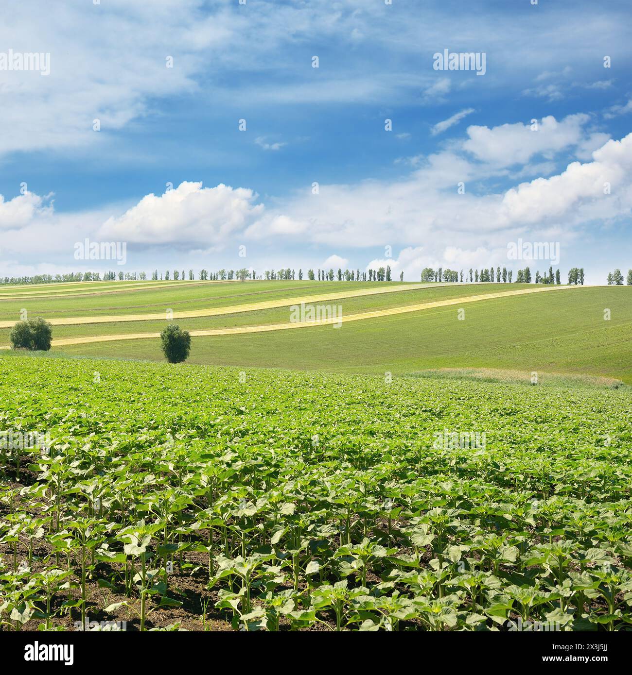 Beautiful landscape sunflower field hi-res stock photography and images ...
