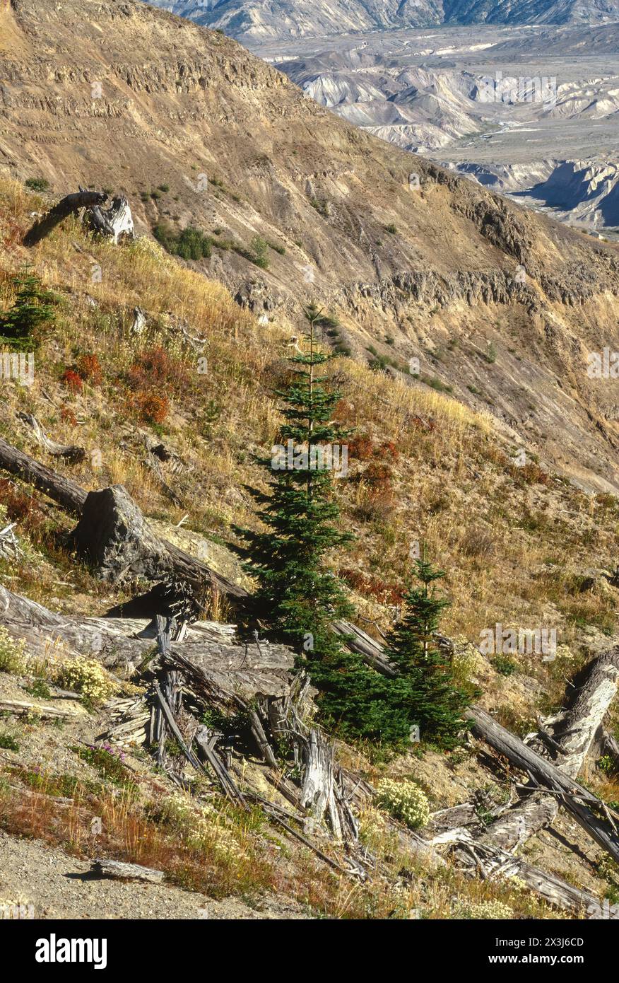 Mt. Saint Helens, Washington, 2002.  Environmental Recovery 22 years after 1980 explosion. Stock Photo