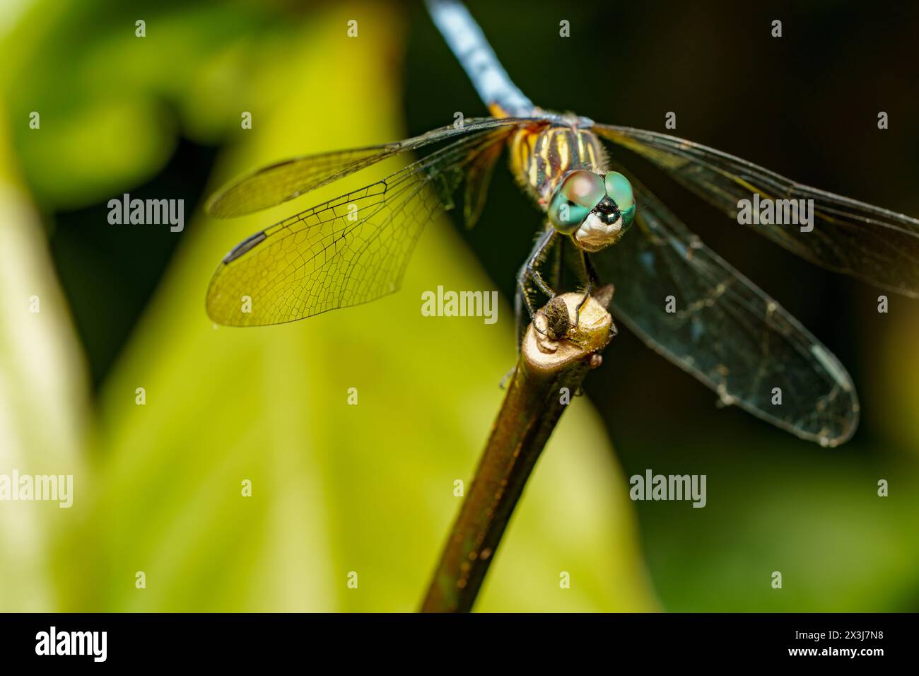 Macro stock photo Pachydiplax longipennis Blue Dasher Dragonfly Stock ...