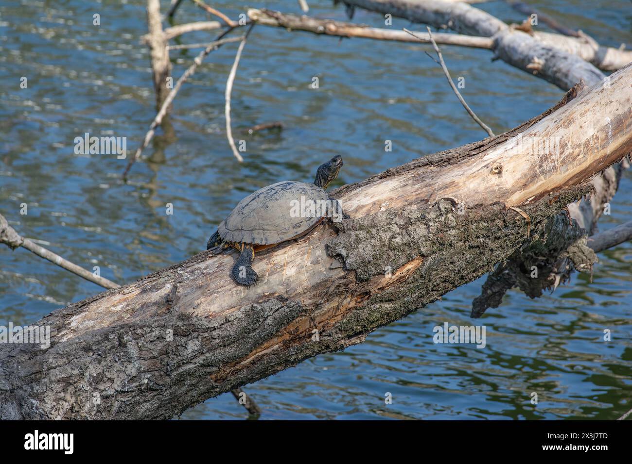 turtle takes the first sunbath in April after hibernation,lower Rhine region,Germany Stock Photo