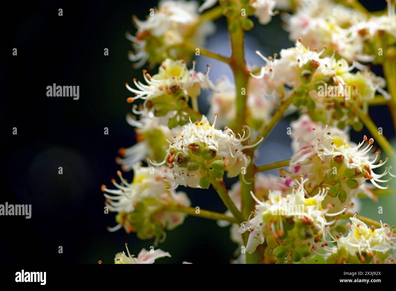 Maple tree chestnut hi-res stock photography and images - Alamy