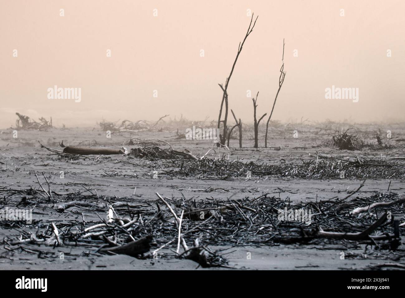 A disturbing scene of desolation with driftwood, some upright, brought down by the Orange River and deposited on the beach, showing through the mist. Stock Photo
