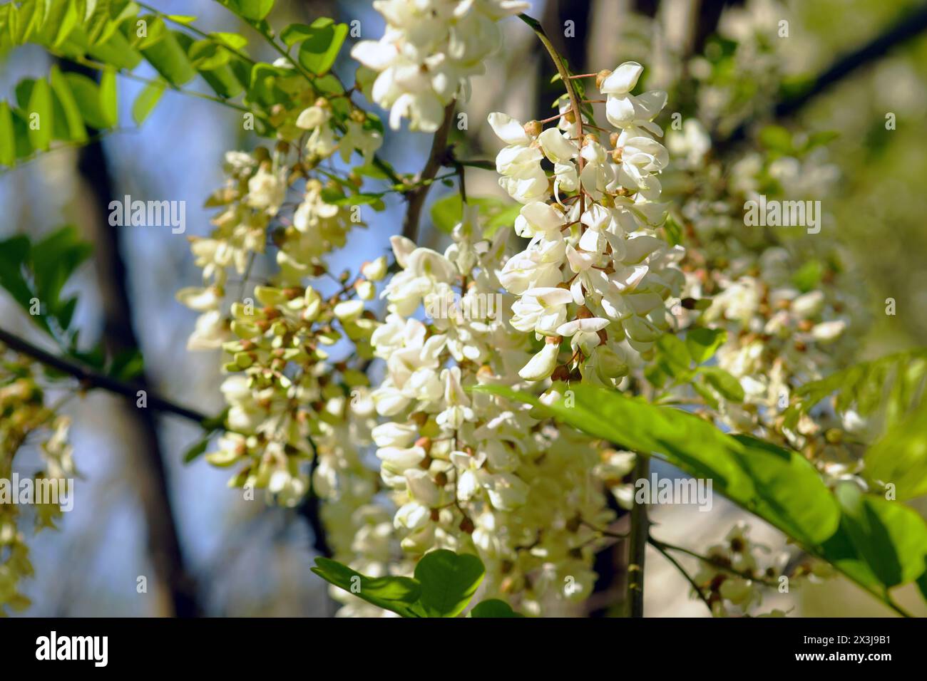Robinia pseudoacacia in spring - inflorescences on tree branches close-up Stock Photo