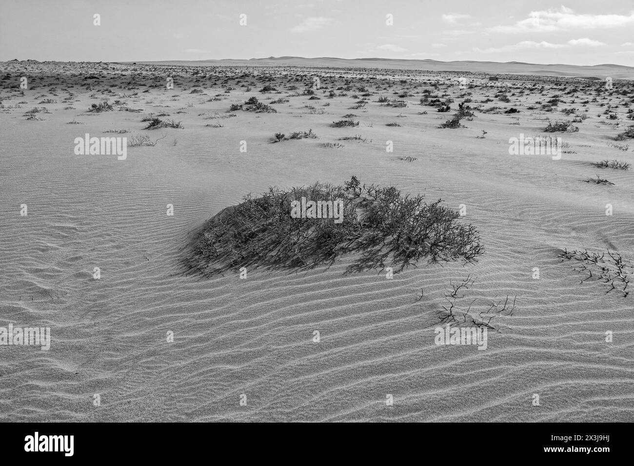 African vegetation Black and White Stock Photos & Images - Alamy