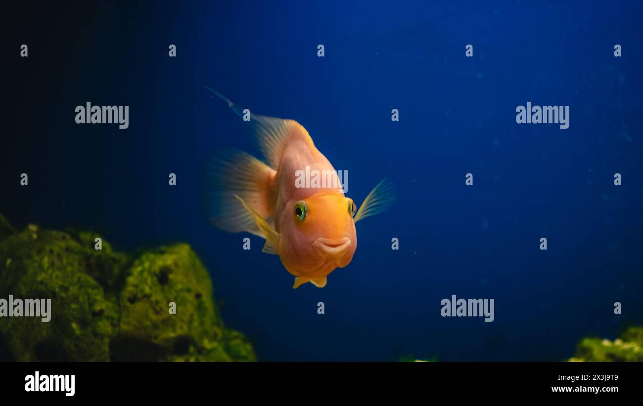 yellow, orange fish Red parrot cichlid parrot swims in aquarium, fish care, blue background, underwater world, slow motion Stock Photo