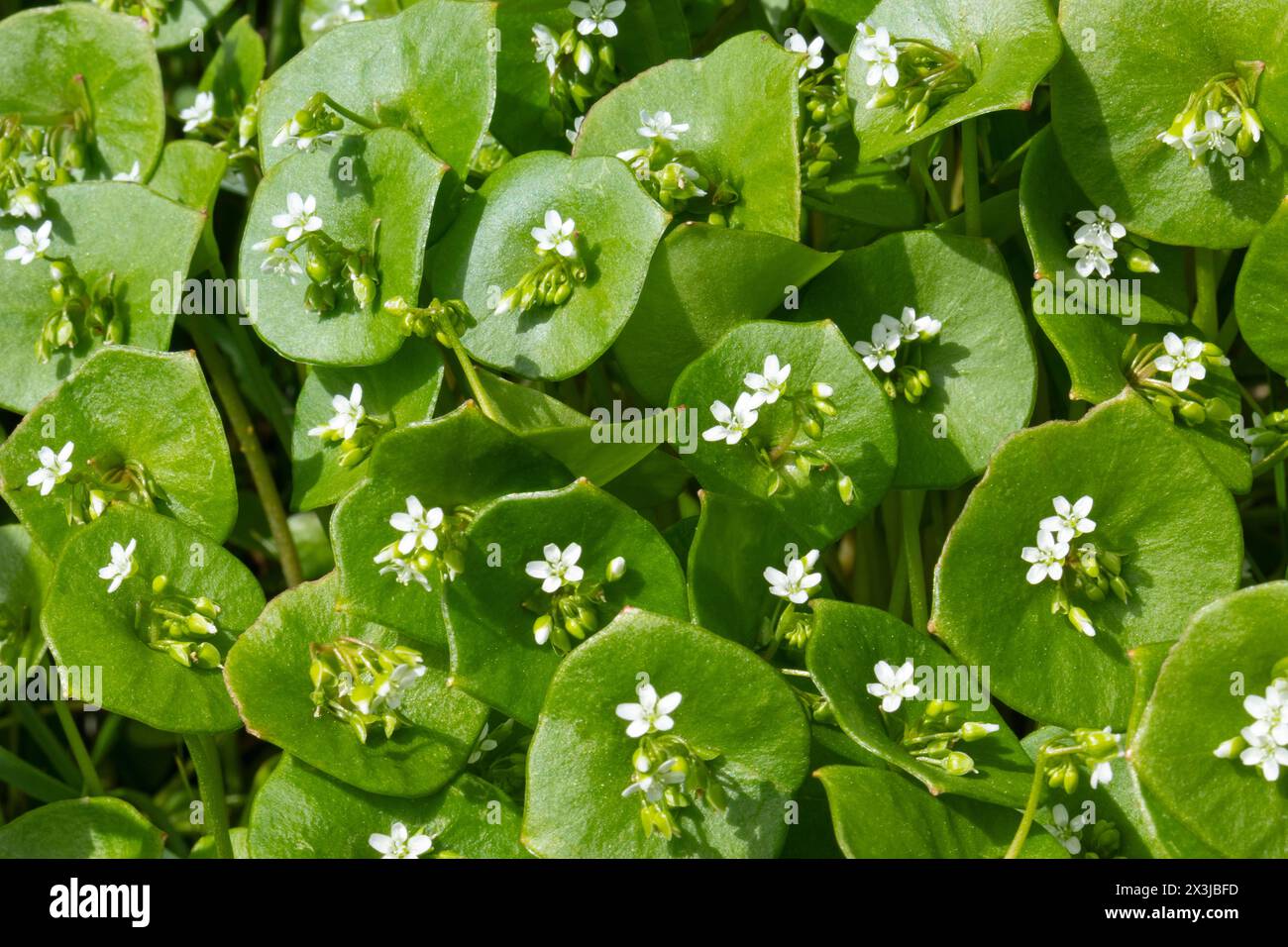 Fresh flowering winter purslane plants close up full frame as background Stock Photo