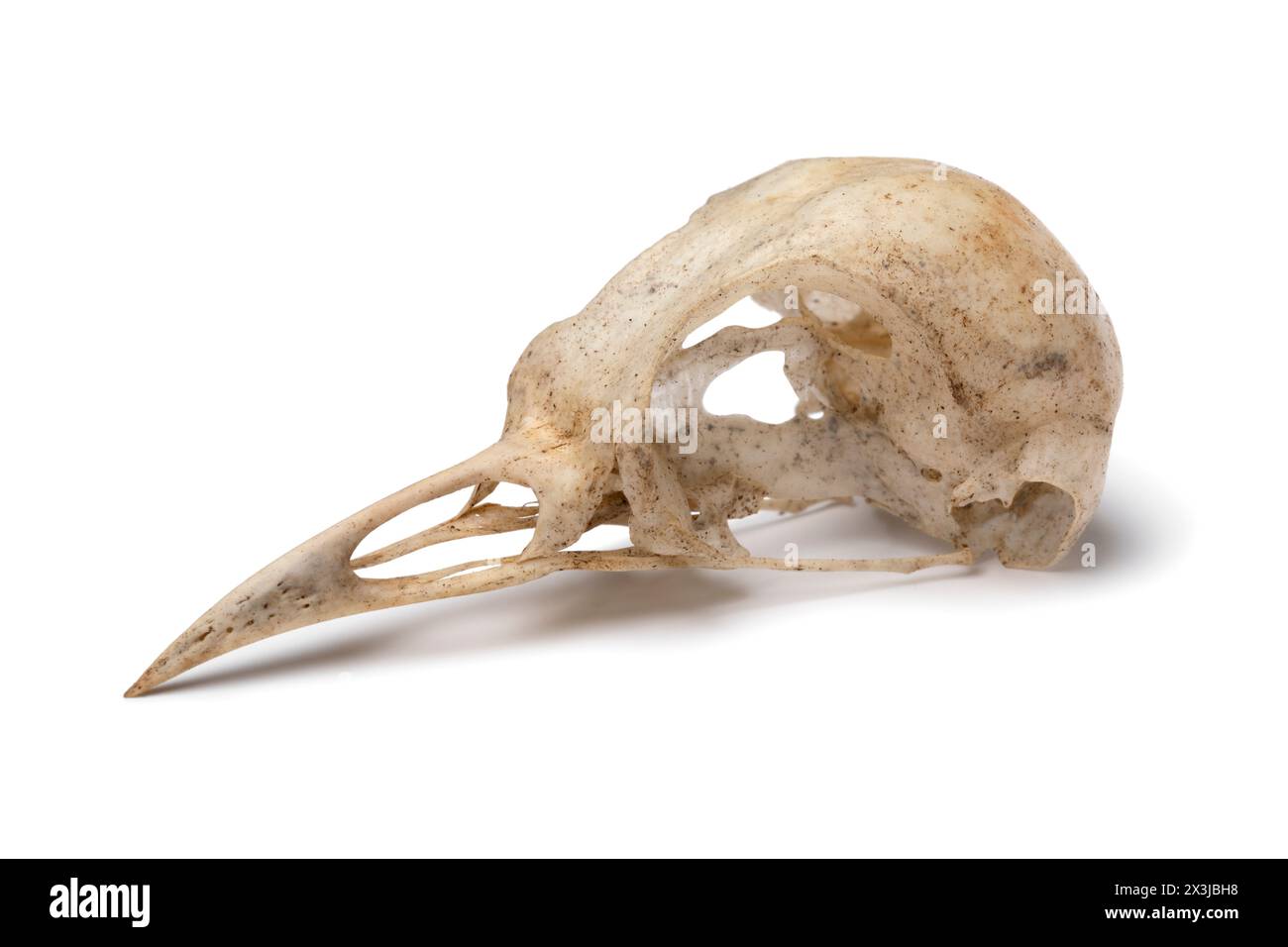 Clean skull of a common blackbird, Turdus merula, close up isolated on white background Stock Photo