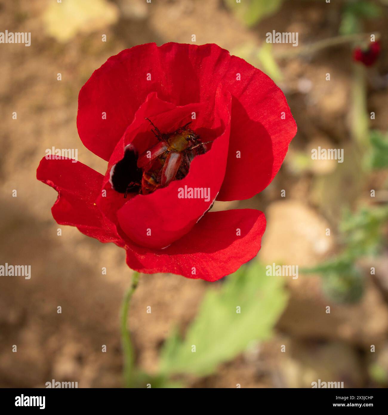 On a sunny spring day, a beetle feeds on nectar within a wild poppy, its shiny elytron mirroring the flower's vivid red petals. Stock Photo