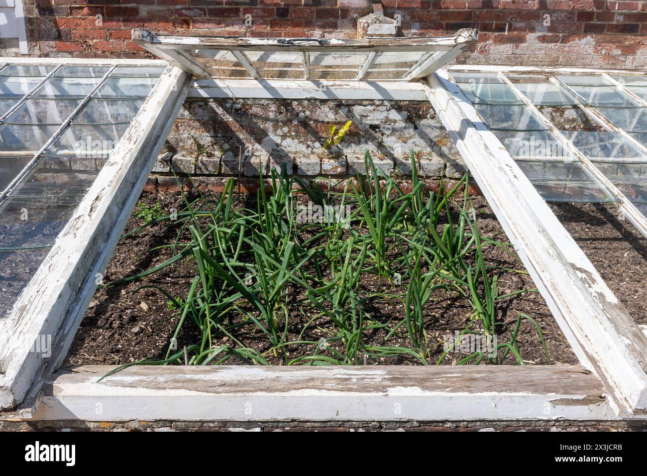 Onion plants onions growing in a cold frame, England, UK Stock Photo