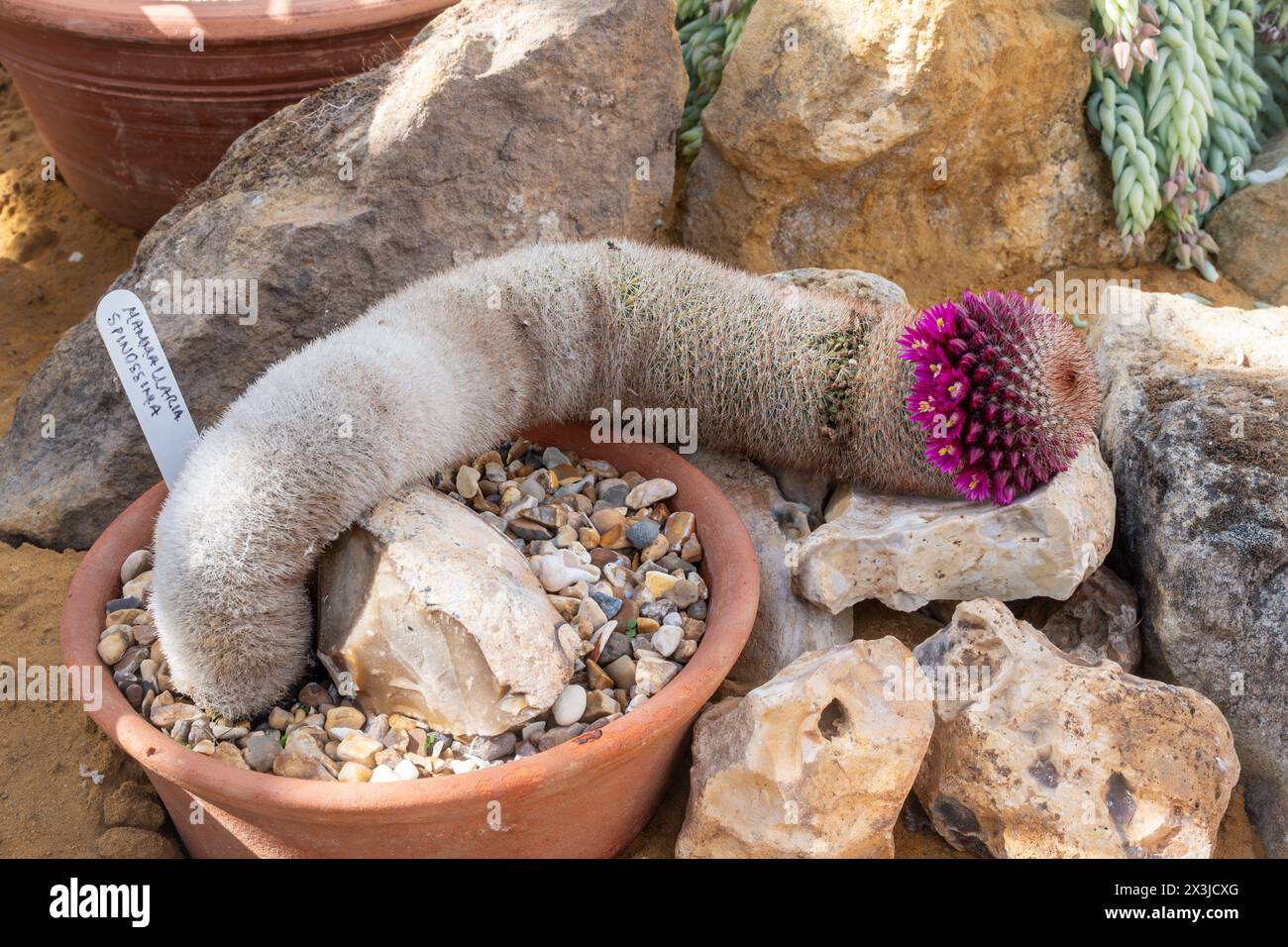 Mammillaria spinosissima, also known as the spiny pincushion cactus, with pink flowers Stock Photo