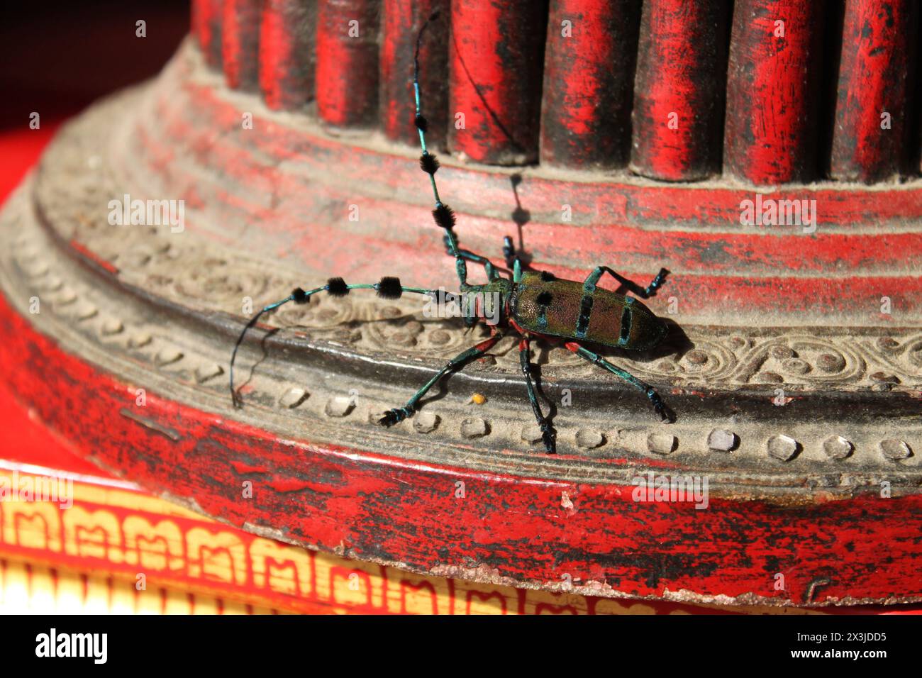 Thysia wallichii, longhorn beetle (family Cerambycidae). Beautiful, rare insect. Big black bug, long antennaes, shimmering metallic, North Thailand Stock Photo